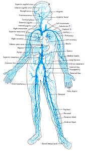 There are around 650 skeletal muscles within the typical human body. Diagram Diagram Of Body Veins Full Version Hd Quality Body Veins Beefdiagram Roofgardenzaccardi It