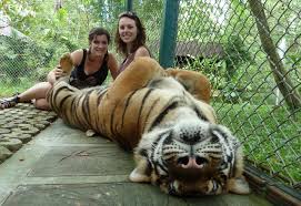 Tiger Kingdom Chiang Mai : "up close & personal" experience with ...