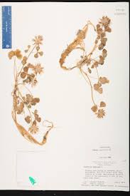 Image result for Trifolium spumosum