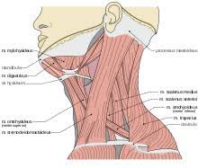 This is a table of skeletal muscles of the human anatomy. Neck Wikipedia
