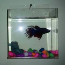 Ikan pembersih untuk akuarium kecil. Jual Aquarium Mini Ikan Cupang Dinding Gantung Kode 31 Kab Bekasi Accstore Sale Tokopedia