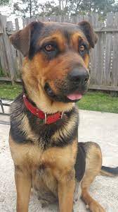It's a large dog at about 22 to 28 inches tall, weighing between 75 to 115 pounds. Dogsandpupsdaily German Shepherd Rottweiler Mix Want More