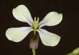 Image result for Raphanus