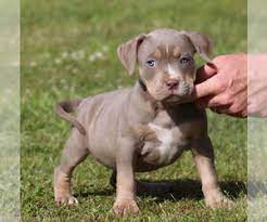 As a rule of thumb, pick a brand that. View Ad American Bully Puppy For Sale Near Arkansas Star City Usa Adn 129389