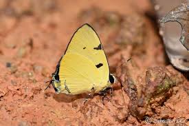 Image result for Trichoneura