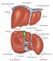 Liver diagram with labels and real human liver images also posted here. Medical Illustration Showing The Anatomy Of The Front And Back View Of The Liver With The Description Of The Various Parts Royalty Free Cliparts Vectors And Stock Illustration Image 121232003