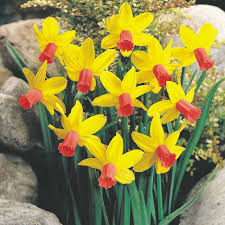 Mini Daffodils Narcissus Flower Planting Bulbs Bulb Flowers