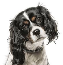 Sometimes, you may find dogs and puppies for free to a good home advertised by an owner who may no longer be able to look after them because of personal circumstances. Cavalier King Charles Spaniel Puppies For Sale Adoptapet Com