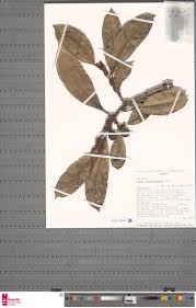 Image result for Adenodolichos punctatus