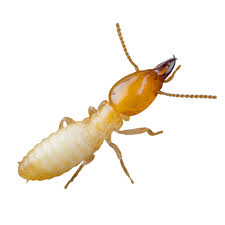 Integrated pest management involves the following steps:our commitment to you1. Termite Control Options And Treatment Chemtec Pest Control