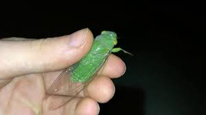 They feed on cicada bugs and burrow/live in the ground. Green Cicada Screams Youtube