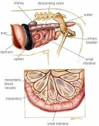 Miller's anatomy of the dog, ed 4, philadelphia, 2013, wb saunders.) Lower Abdomen Vet Medicine Dog Anatomy Veterinary Tech