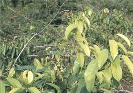 Image result for Dichapetalum deflexum