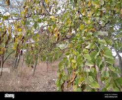 Image result for Piliostigma thonningii