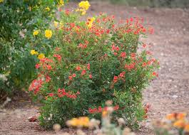 Image result for Tecoma