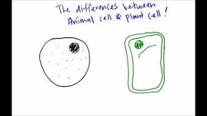 We did not find results for: The Differences Between Animal Cell And Plant Cell Under Light Microscope Youtube