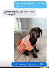 Hey We Got A Goldfish Is That Ok Easiest Pet You Can Have Why Did Ya Get It Just Because Er Name Is E E Ifunny Easy Pets Goldfish Pets