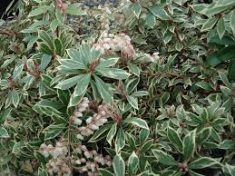 Image result for Pieris japonský little heath obrázek