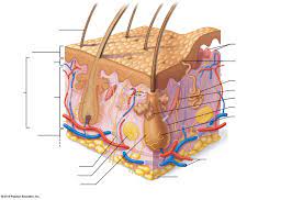 The Skin Integumentary System Basic Structure Of The Skin Diagram Quizlet