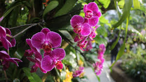Tropischer Blutenzauber Im Botanischen Garten Sachsen Sonntag Rundschau