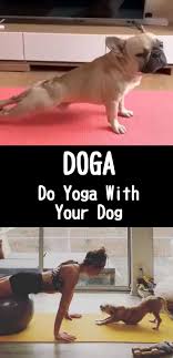 doga do yoga with your dog how to do yoga dog doing yoga dog yoga