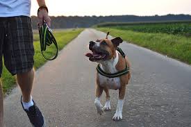 Staffordshire terriers are friendly and great with kids. American Staffordshire Terrier Der Amstaff Im Rasseportrait Mit Bild