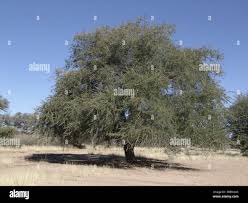 Image result for Acacia ataxacantha