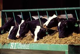 Entenda a alimentação das vacas leiteiras para lucrar mais. Gustavo Lang Autor Em Primaza