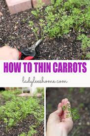 You want to do this when they've set down a root of at least equal size, but before they become entangled with other seedlings. How To Thin Carrots In The Home Garden Lady Lee S Home