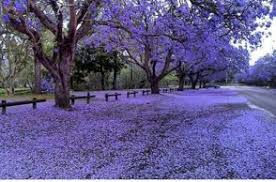 EL JACARANDÁ EN BUENOS AIRES – Proclama del Cauca