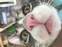 How and when to treat sudden lip swelling faqs about swollen lips references. My Cat Has A Swollen Lower Lip And I M Not Sure Why Petcoach