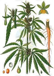 Image result for Cannabaceae