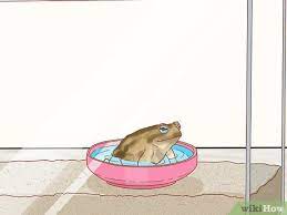 See full list on petco.com 3 Ways To Keep A Wild Caught Toad As A Pet Wikihow