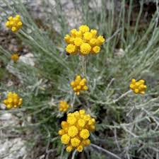 Image result for Helichrysum lastii