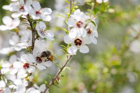 Maybe you would like to learn more about one of these? Manuka A Honey Of A Plant New Zealand Story