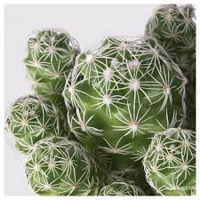 Hong kong holiday rentals hong kong holiday packages flights to hong kong hong kong restaurants hong kong attractions hong kong shopping. Cactaceae Potted Plant Cactus Assorted Ikea Hong Kong And Macau