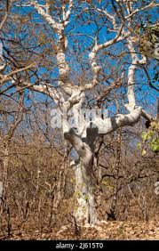 Image result for Sterculia subviolacea