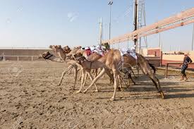 Latest updates from al shahaniya camel race track. Doha Qatar Nov 21 Start Of A Camel Race The Al Shahaniya Stock Photo Picture And Royalty Free Image Image 50547644