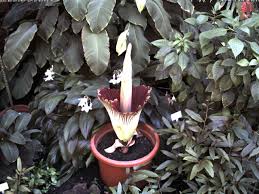 Sie bleibt zwar deutlich kleiner als diese, stinkt aber ebenfalls zum himmel. Titanenwurz Bluhte 23 25 06 2015 Amorphophallus Titanum Grosste Stinke Blume Der Welt Aus Indonesien Bgbm