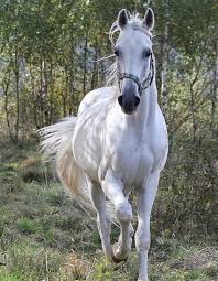 90 White Horse Names Horses White Horse Most Beautiful Horses