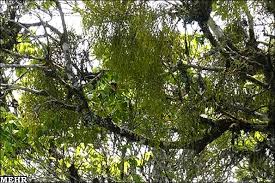 Image result for Helixanthera schizocalyx