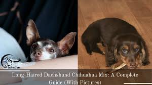 Papillon and long hair chihuahua mixes may have medium to long hair of a silky texture. Long Haired Dachshund Chihuahua Mix A Complete Guide With Pictures