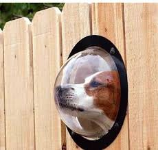 Cloture De Jardin Innovante Hublot Chien Drole Cloture Jardin Palissade Jardin Cloture Chien