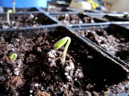It quickly became popular and the first plants were introduced into the u.s.a. Start Your Own Apple Trees From Seeds Apple Tree From Seed Apple Tree Apple Tree Care