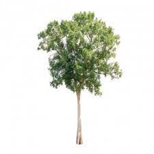 Tree Png Images Download 85000 Tree Png Resources With Transparent Background Tree Photoshop Garden Clipart Forest Garden
