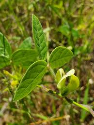 Image result for Macrotyloma stipulosum