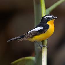 Image result for Fadogia fuchsioides