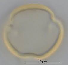 Image result for Micrargeria filiformis