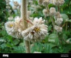 Image result for Cyathula polycephala