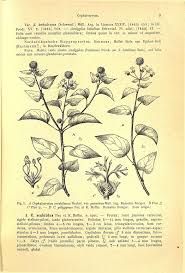 Image result for Cephalocroton mollis